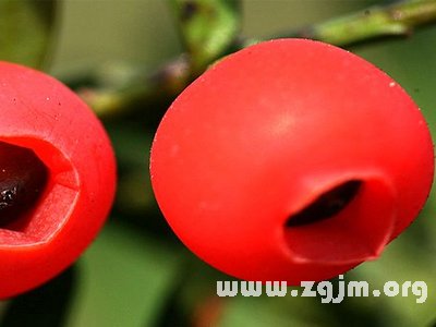 西洋红豆杉的花语