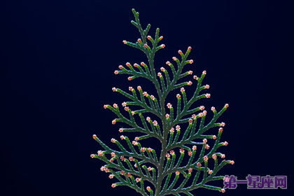 12月16日花语：侧柏，生日花语忍耐