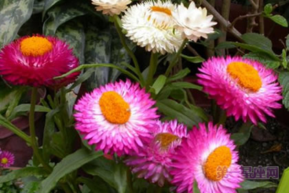 麦杆菊的花语和象征的意义是什么？