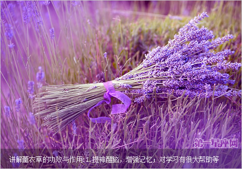 讲解薰衣草的功效与作用