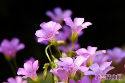 11月21日花语：酢酱草，生日花语辛辣
