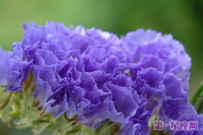 紫色勿忘我花语是什么？