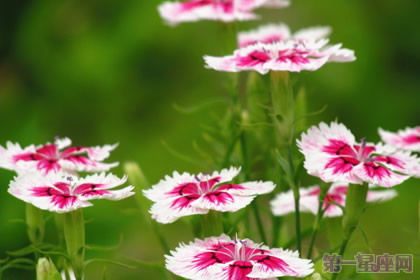 石竹花的花语及传说