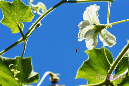 1月12日生日花：葫芦花，生日花语纯洁