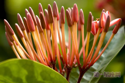 1月13日生日花：西洋红豆杉，生日花语高雅