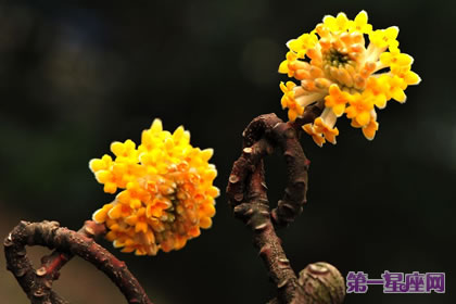 花语传说：结香的花语及传说