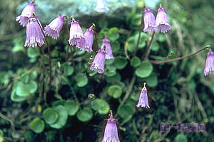 3月14日花语:山樱草,生日花语慈悲