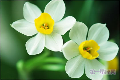 3月23日花语：绝世水仙，生日花语自豪