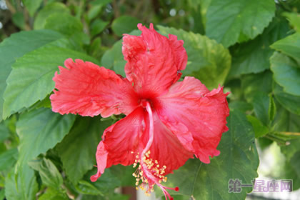 大红花是马来西亚的国花