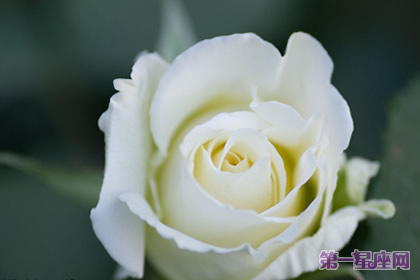 白色月季花语：尊敬、崇高