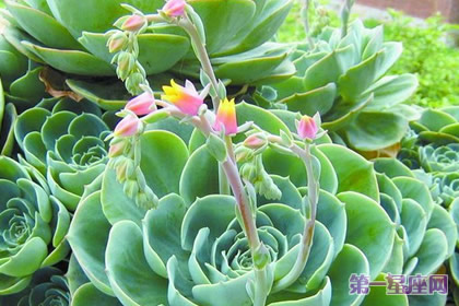 盘点什么花防辐射最好？