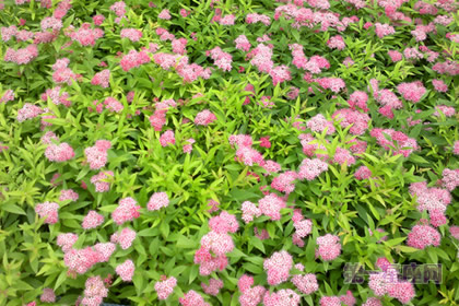 绣线菊的花语和象征代表意义