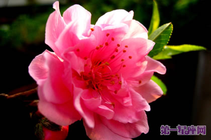 花语大全：碧桃花的花语是什么？