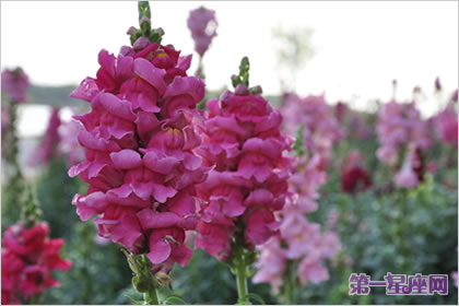 花语大全：金鱼草的花语及代表意义