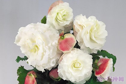 球根海棠的花语是什么