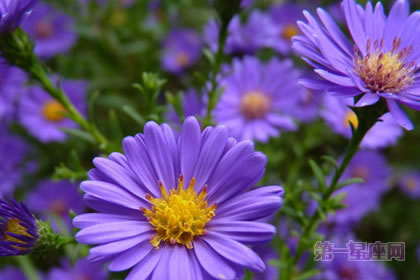 2月22日生日花语：雏菊，生日花语活力