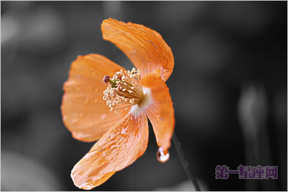 2月24日生日花语：西洋薇，生日花语沉默