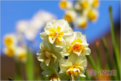 3月31日花语：小型水仙，生日花语沉默