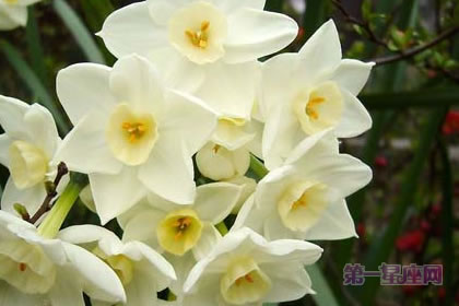 4月13日花语：野生水仙，生日花语稀少