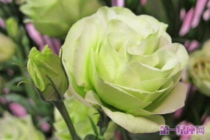 各种花的花语：洋桔梗花语及寓意