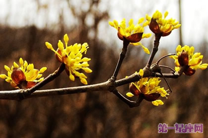 茱萸花语：富贵吉祥