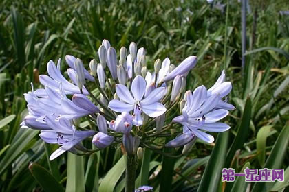 7月22日花语：紫君子兰，生日花语误认