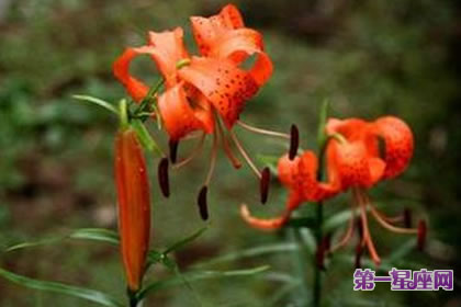 8月2日花语：虎皮百合，生日花语照料