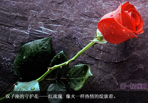 专属于双子坐的守护花