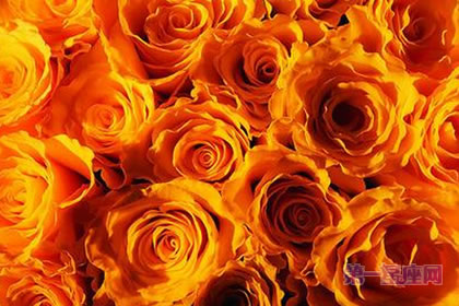 6月1日花语：黄玫瑰，生日花语幸运