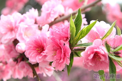 樱花花语知多少？