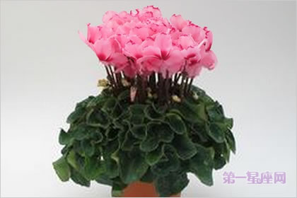 2月7生日花：仙客来，生日花语内向