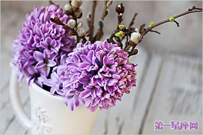 风信子花语：淡紫色风信子花语代表着什么？