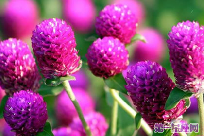 千日红的花语是不朽吗？