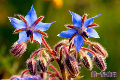 专属于射手座的守护花