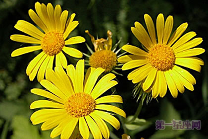 3月18日花语：大豹毒，生日花语朴素