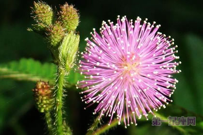 6月15日花语：含羞草，生日花语害羞