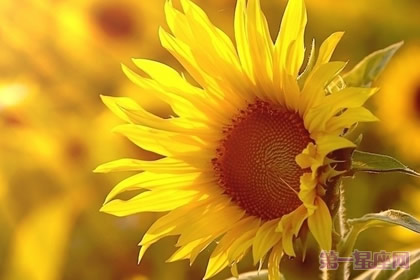 俄罗斯的国花是什么花？