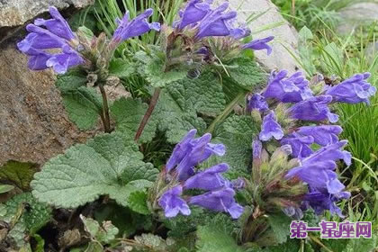 7月20日花语：青兰，生日花语顺从