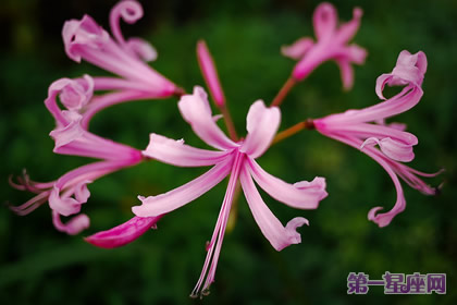 8月30日花语：柯勒西百合，生日花语安慰