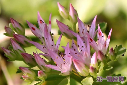 9月1日花语：弁庆草，生日花语积蓄