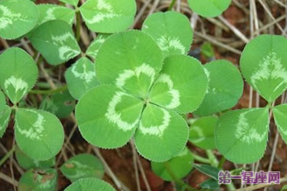 五月的花语是什么?苜蓿草