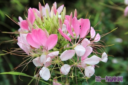 醉蝶花花语代表神秘