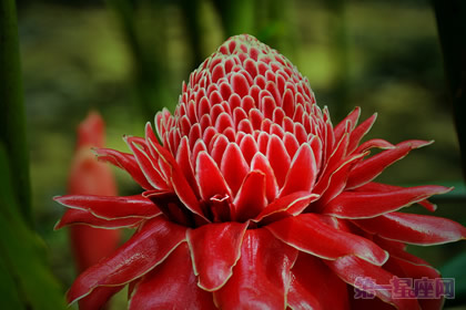 瓷玫瑰的花语是什么？