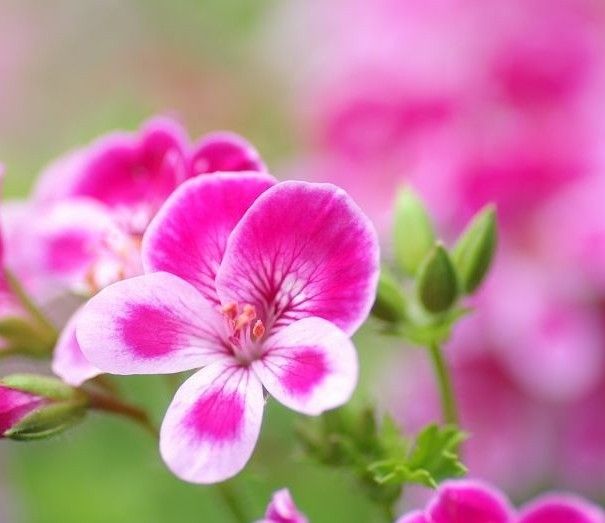 古代稀的形态特征，你了解吗？